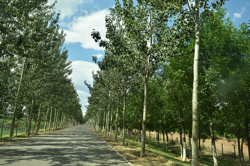 小清河河道养护工程